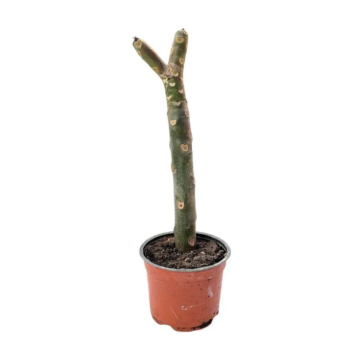 immagine mostra lo stelo della pianta senza foglie ne fiori 