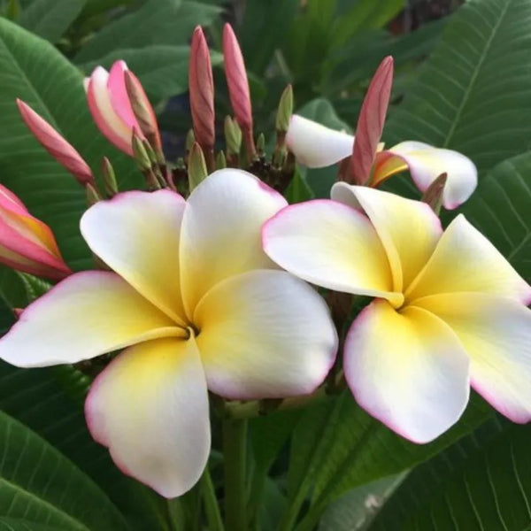 Plumeria Lueang Ulay - Ramifiée