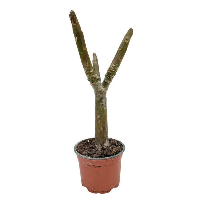 immagine mostra lo stelo della pianta senza fiori e foglie 