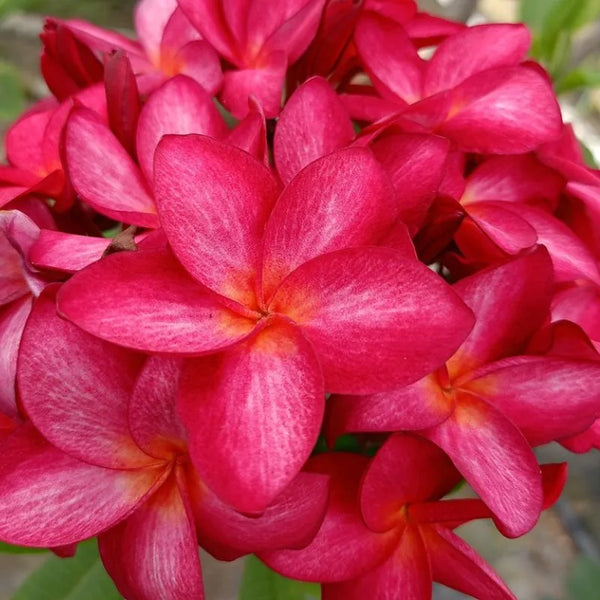 Plumeria muang compact -  Ramificata