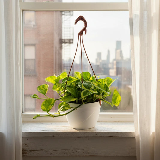 Pothos N'Joy - pianta da interno con foglie verdi e gialle su davanzale luminoso, dettaglio foglie