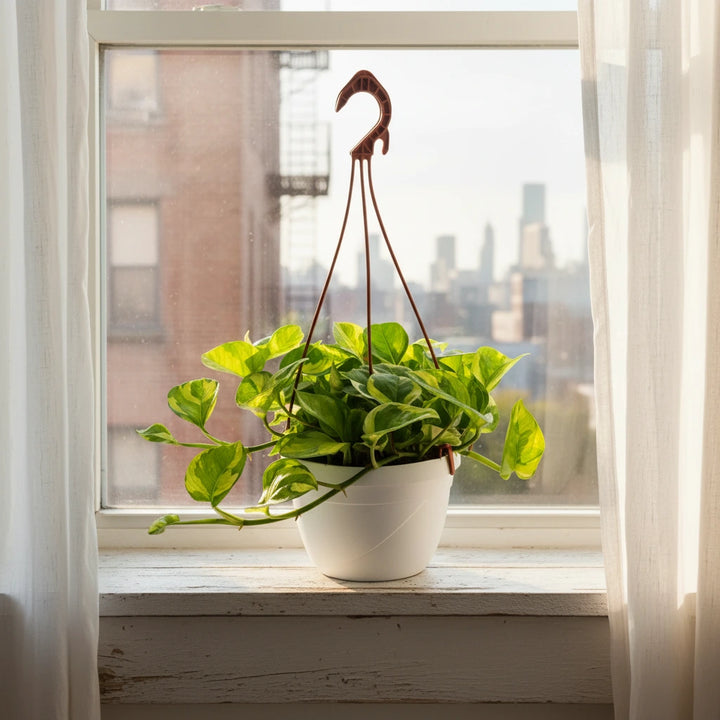 Pothos N'Joy - pianta da interno con foglie verdi e gialle su davanzale luminoso, dettaglio foglie