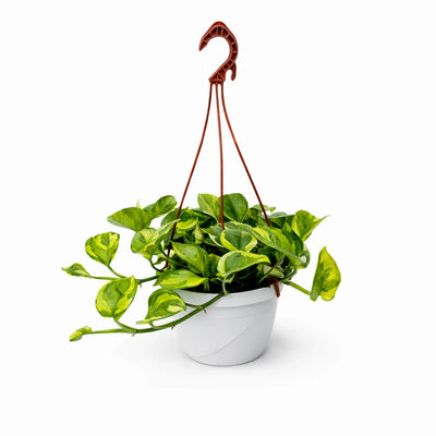 Pothos n'joy basket 20 cm foglie gialle