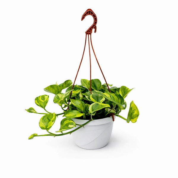 Pothos n'joy panier 20 cm feuilles jaunes