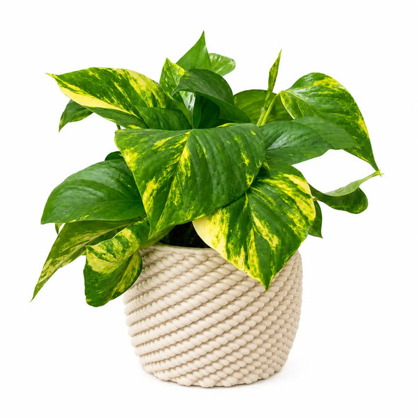 Pothos scindapsus aurea in vaso di ceramica "Carina"
