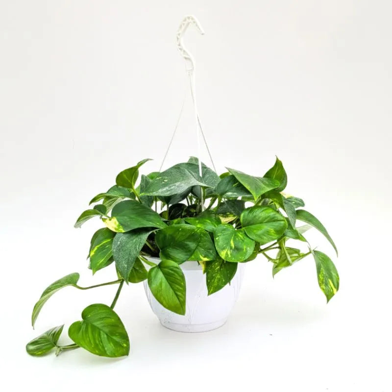 pothos retombant Pothos Scindapsus Aureus Plante Retombante Giardini di Giulia — i Giardini di Giulia