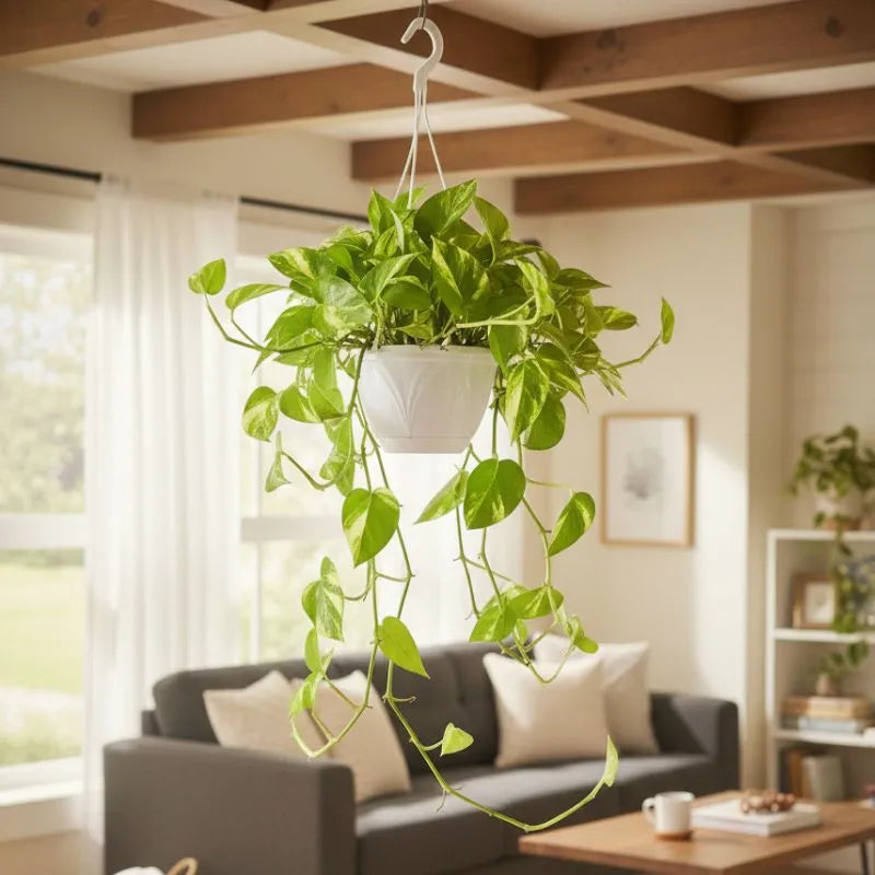 Golden Pothos Scindapsus Aureus - pianta in ambiente domestico su mensola