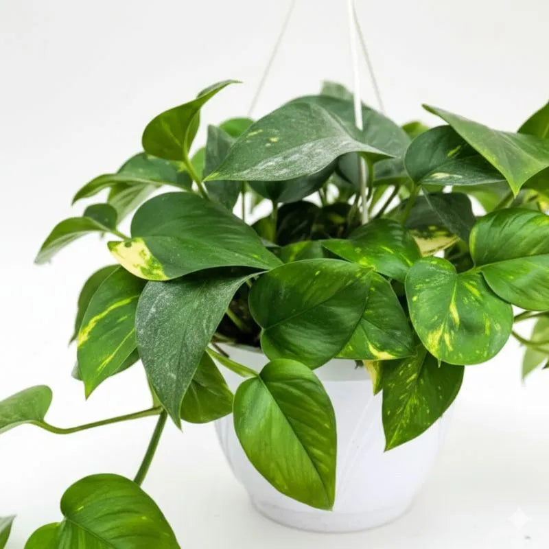 pothos retombant Pothos Scindapsus Aureus Plante Retombante Giardini di Giulia — i Giardini di Giulia