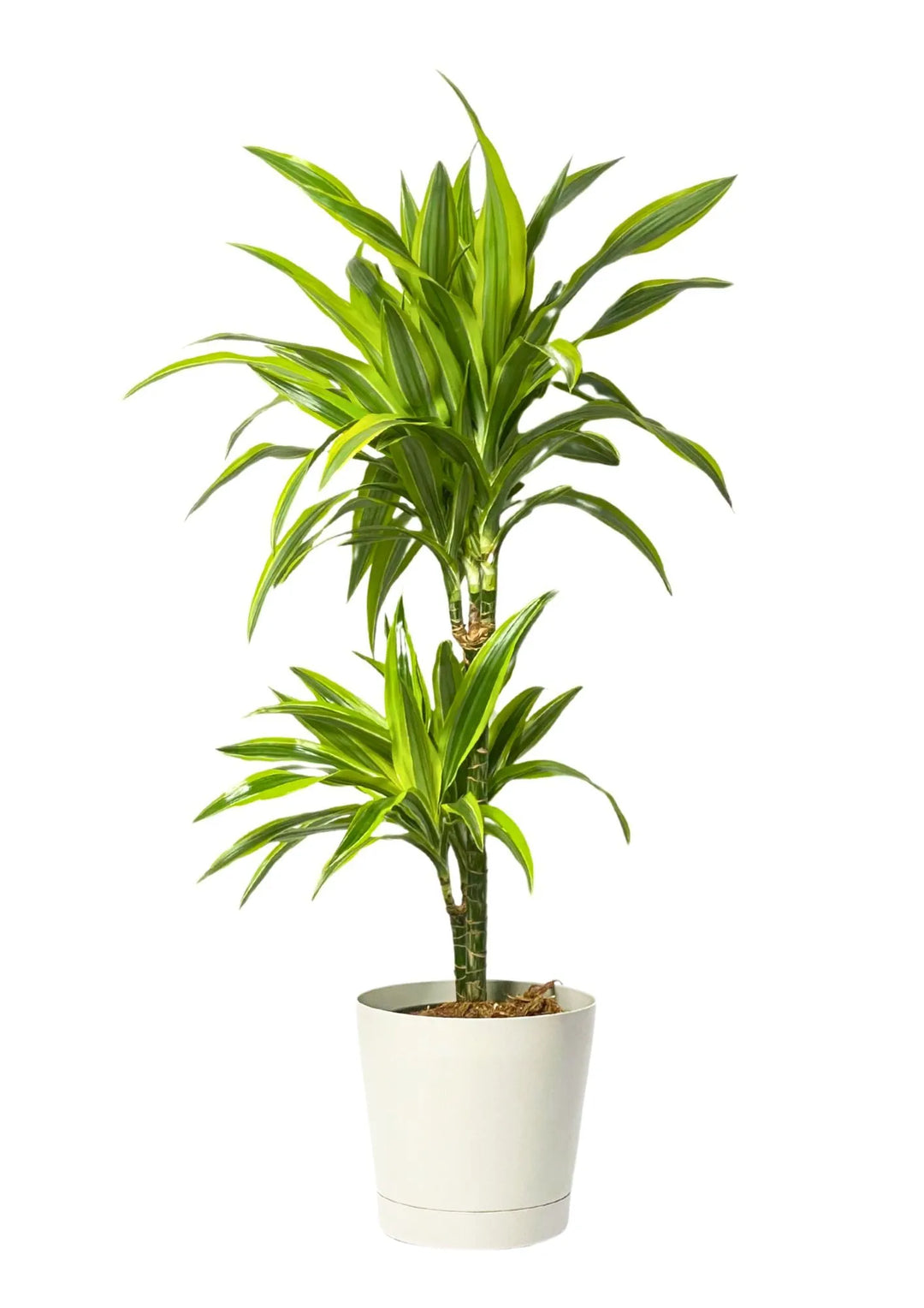 Dracaena Lemon Lime - pianta da interno con foglie variegate verdi e gialle in vaso decorativo