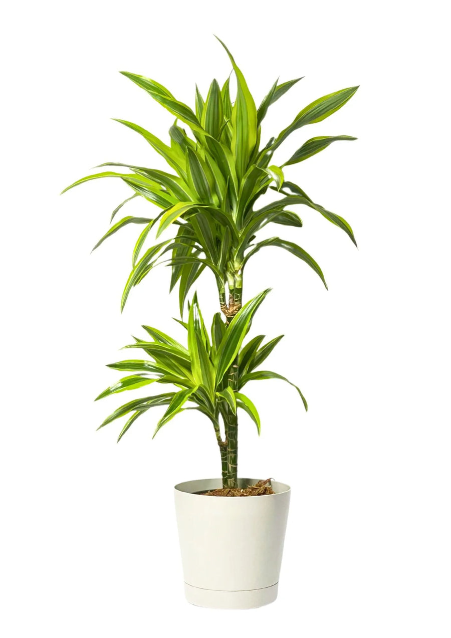 Dracaena Lemon Lime - pianta da interno con foglie variegate verdi e gialle in vaso decorativo