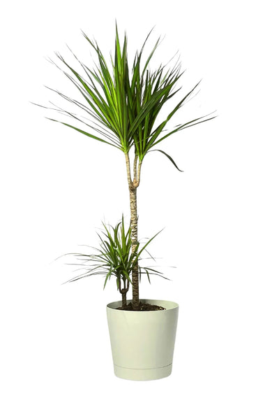Dracaena Marginata - Altezza Pianta 100 cm, Vaso Diametro 24 cm