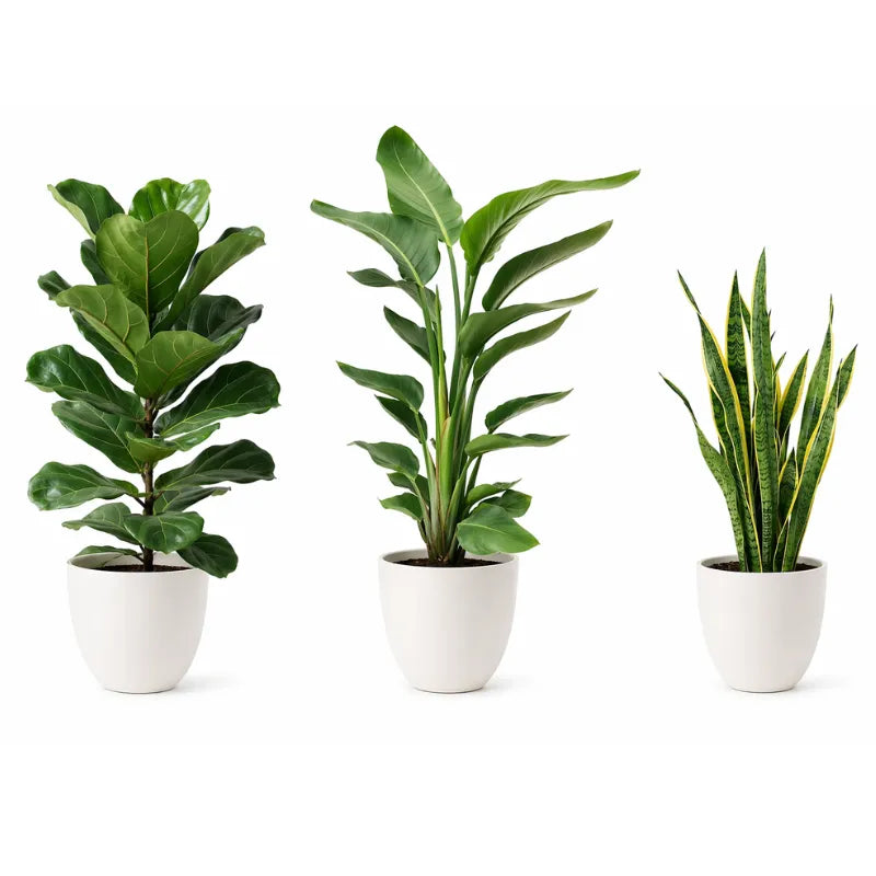 Set tre Piante Respiro Verde XL