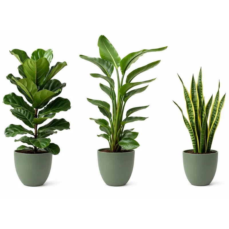 Set tre Piante Respiro Verde XL