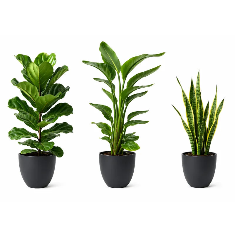 Set tre Piante Respiro Verde XL