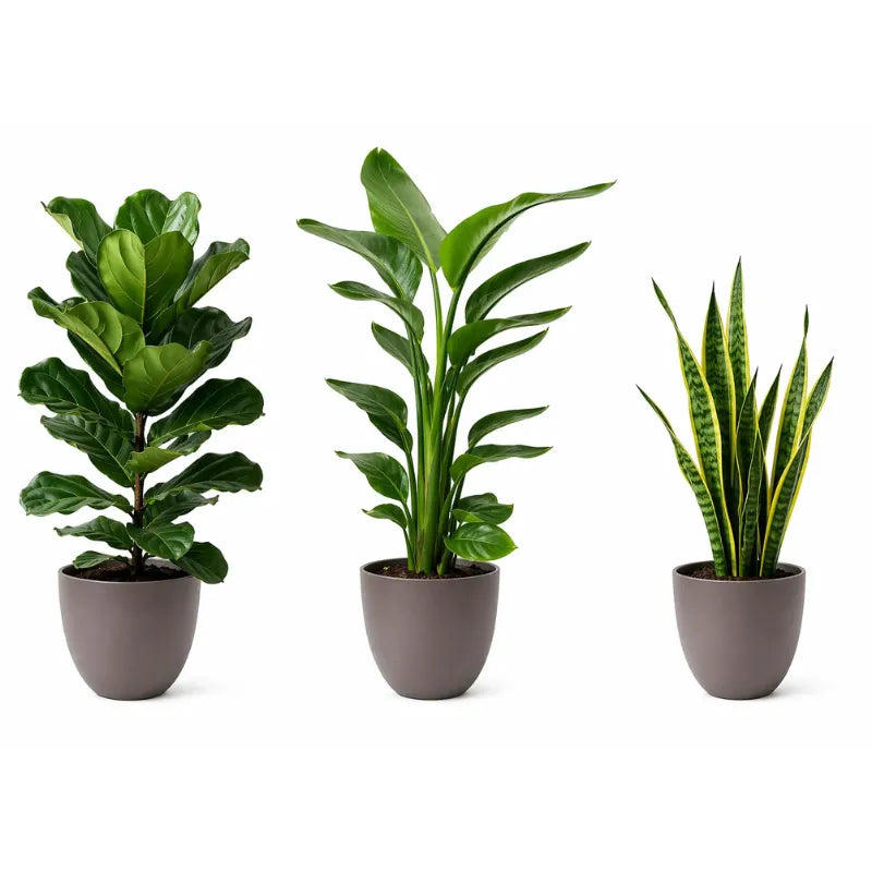 Set tre Piante Respiro Verde XL