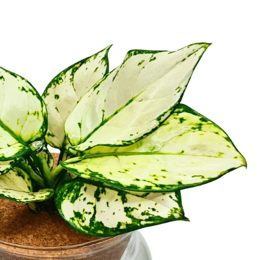 Primo piano delle foglie bianco-verdi dell’Aglonema White Kiwi in idrocoltura

