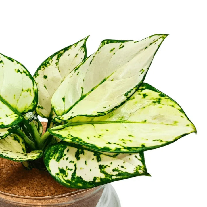 Primo piano delle foglie bianco-verdi dell’Aglonema White Kiwi in idrocoltura

