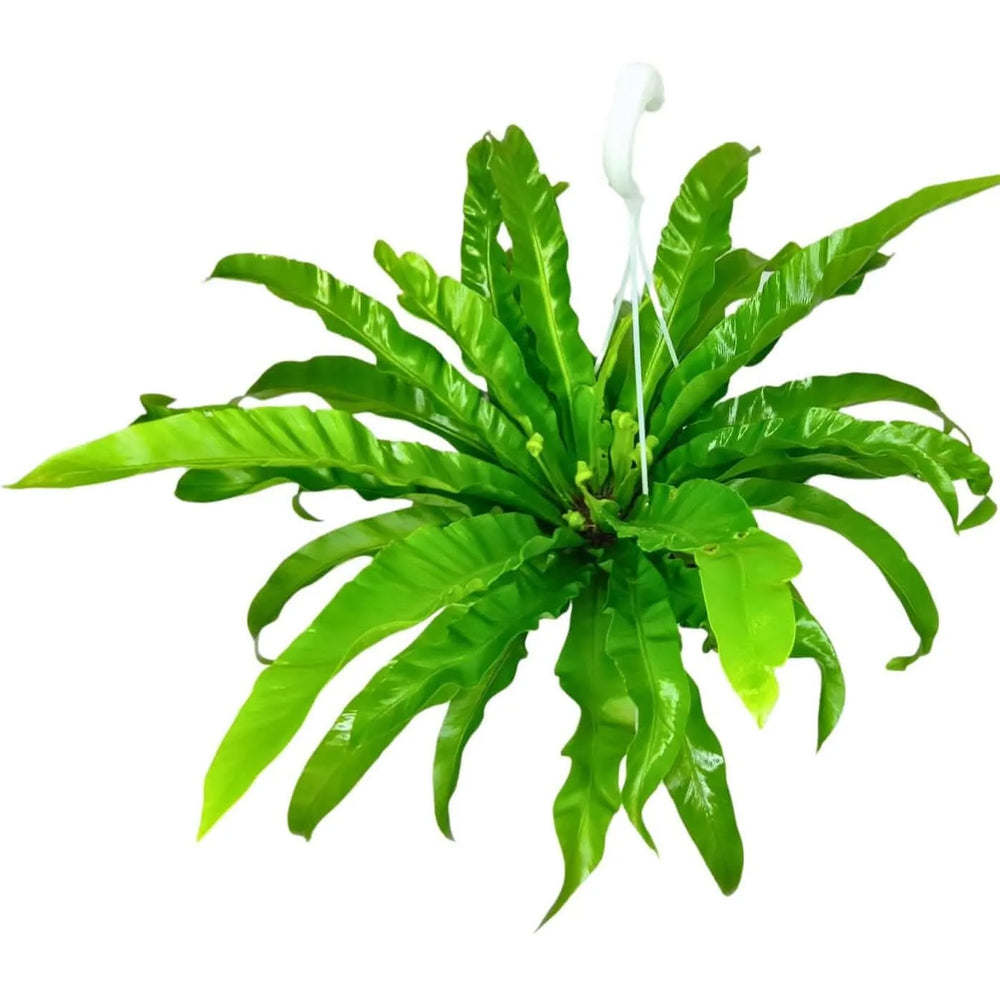 Asplenium pianta - Dettaglio delle foglie verdi lucide e ondulate