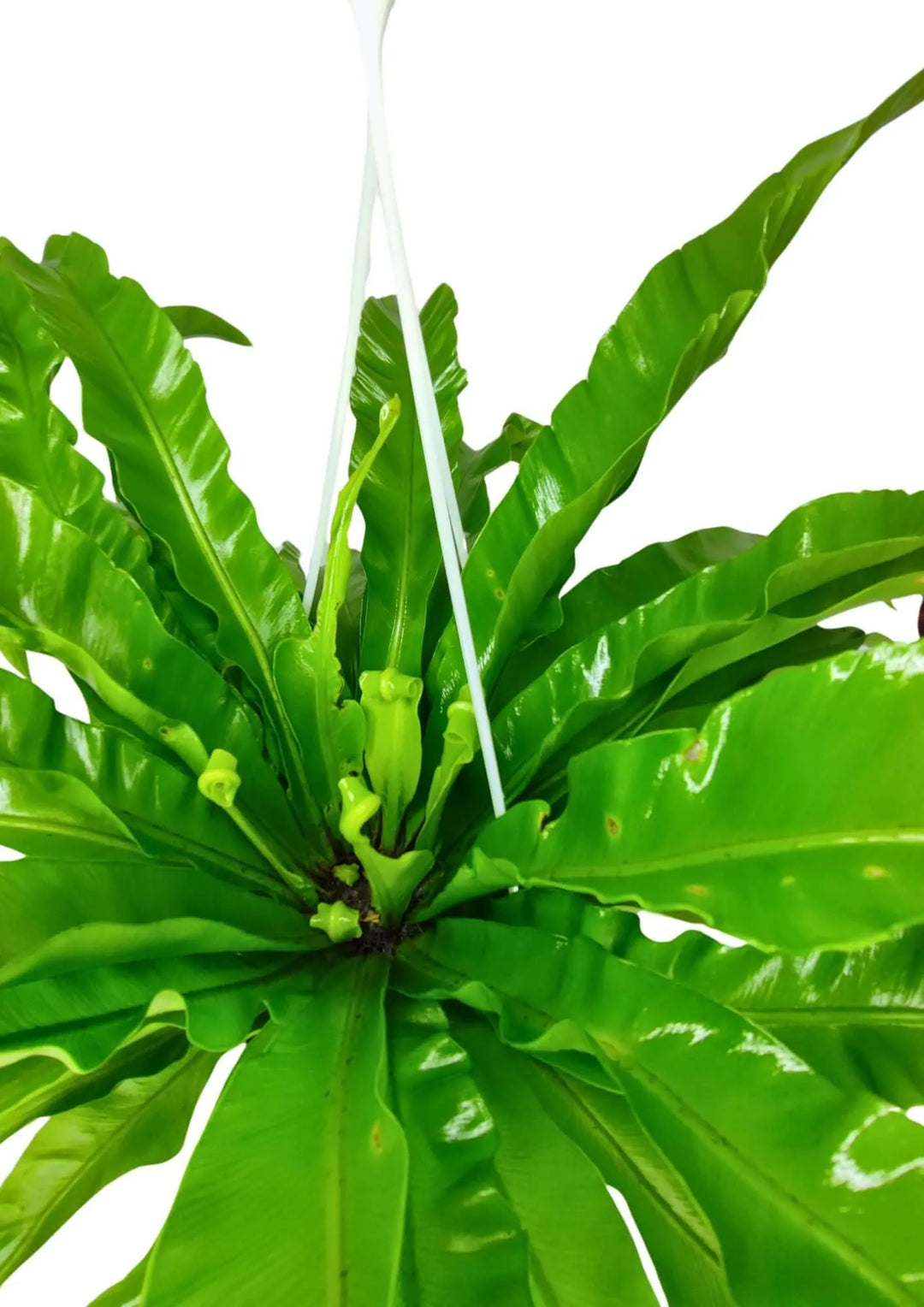 Asplenium Anticum - Vista dall'alto della felce nido d'uccello con fogliame compatto