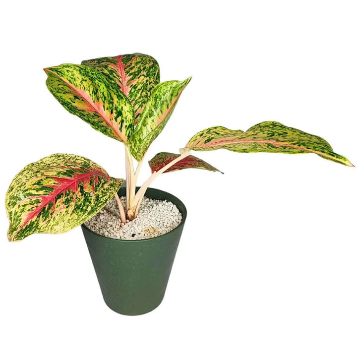 Aglaonema 'Red Siam' in Idrocoltura con Perlite - Pianta Vera - i Giardini di Giulia
