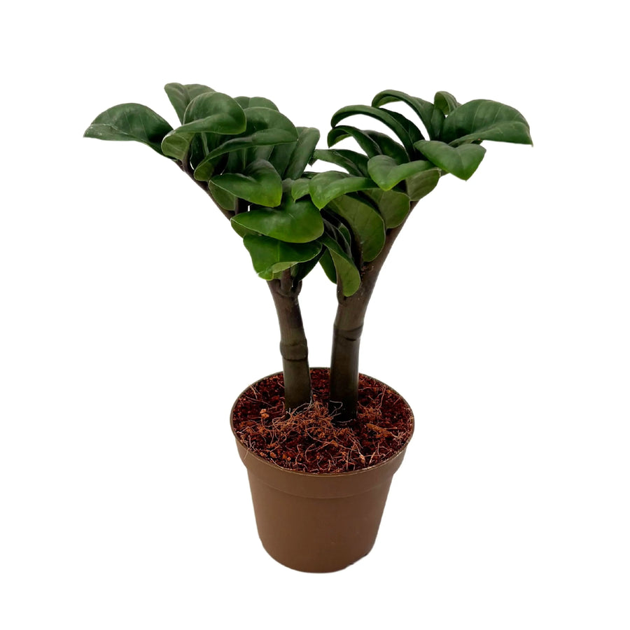 Zamioculcas Zenzi in vaso marrone da 9 cm, pianta d'appartamento compatta con fusti robusti e foglie lucide verde scuro
