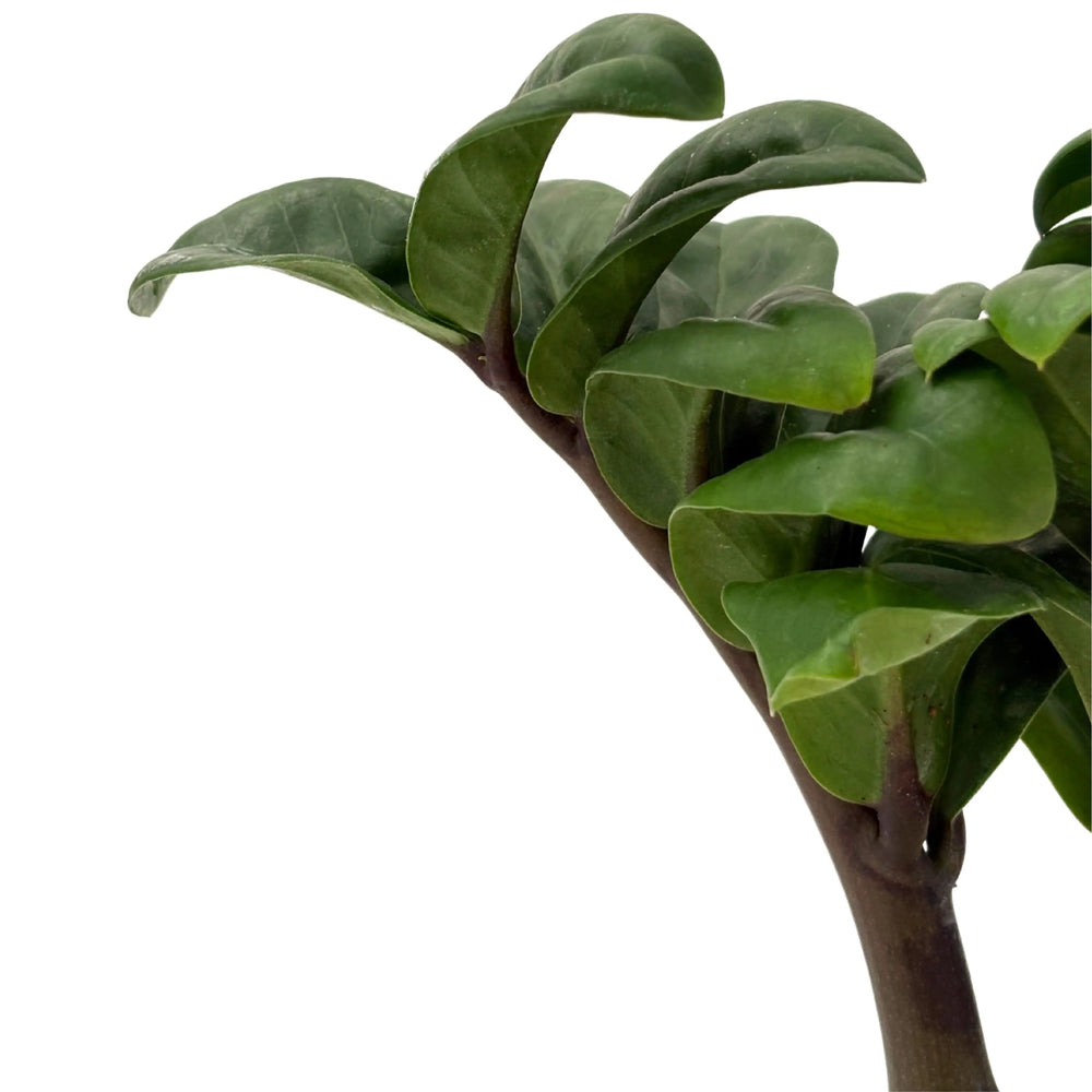 Dettaglio delle foglie spesse e ricurve della Zamioculcas Zenzi, pianta da interno resistente e compatta
