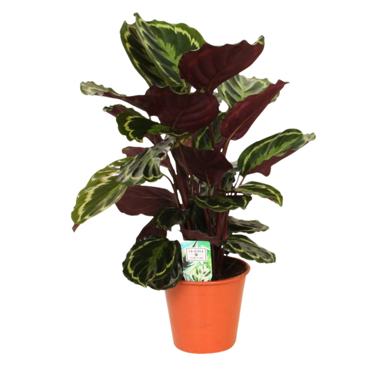 Calathea Medallion 65 cm - pianta tropicale con foglie variegate in vaso decorativo