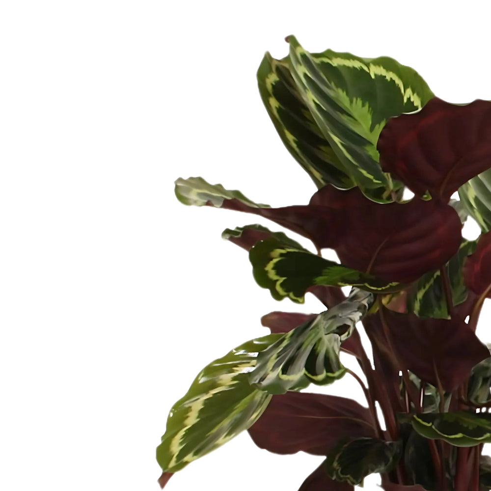 Calathea Medallion - dettaglio delle foglie decorative con motivi verdi e viola