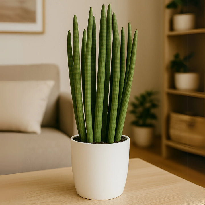 Sansevieria Cylindrica - dettaglio delle foglie cilindriche verdi e slanciate