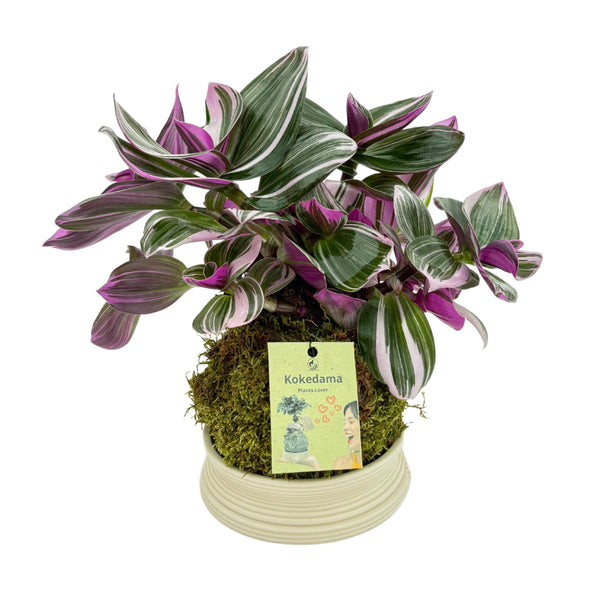 Tradescantia zebrina en kokedama, hauteur de la plante : 25