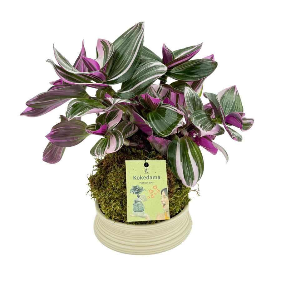 Tradescantia Zebrina Kokedama - pianta da interno con foglie variegate viola e verde