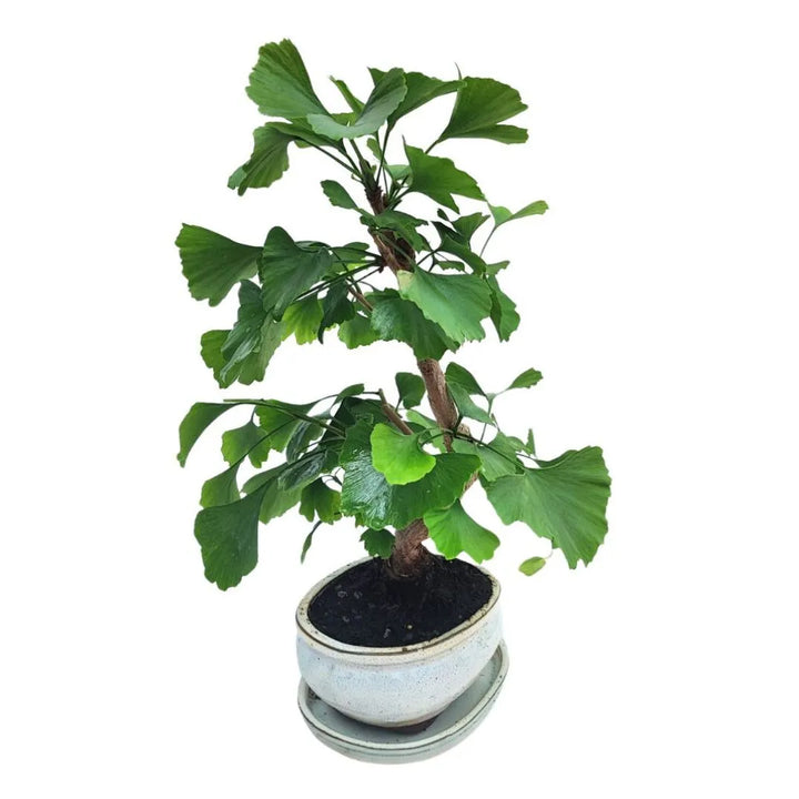 Bonsai Ginkgo Biloba 8 anni - Collezione Premium, vista frontale
