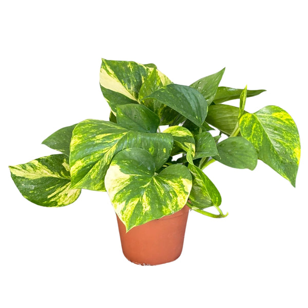 Lot de 3 pothos scindapsus aurea D. 12 cm H. 27 cm