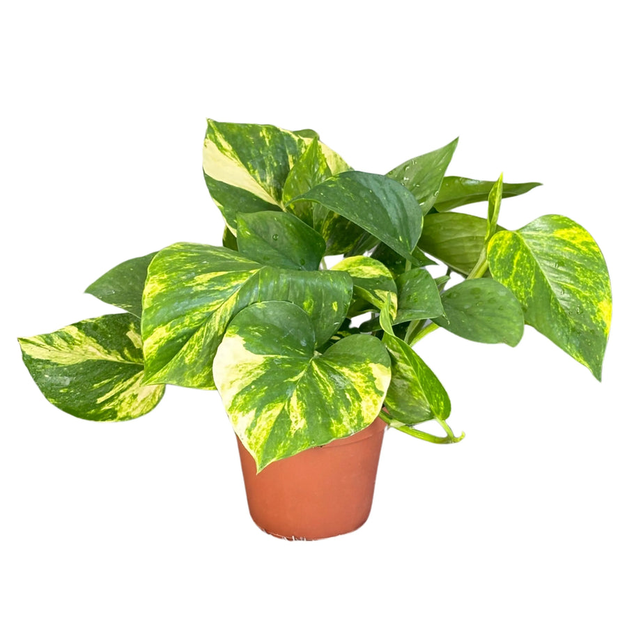 Pothos Scindapsus Aurea - set di 3 piante ricadenti in vaso, vista frontale su sfondo neutro