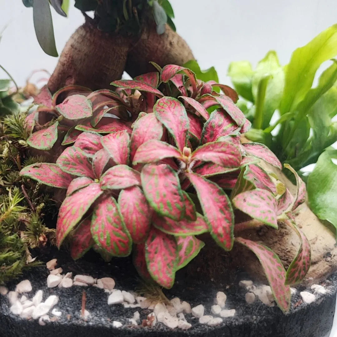 Terrarium Eli con piante verdi - i Giardini di Giulia 