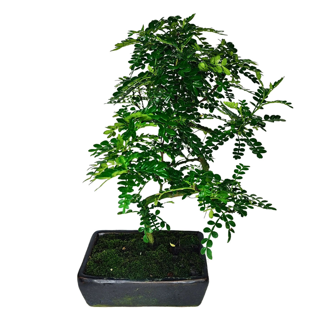 Bonsai Pepper S-Shape 40 cm - vista frontale completa con vaso in ceramica