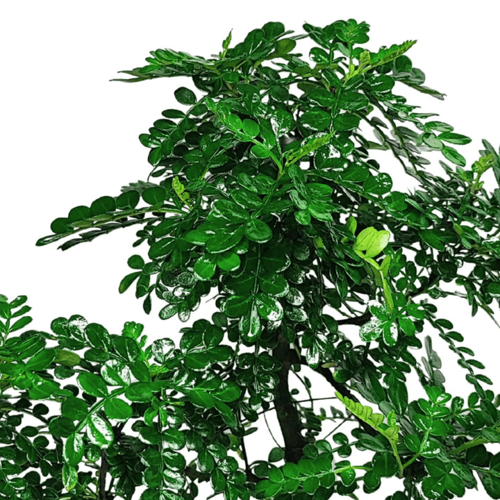 Bonsai Pepper S-Shape 40 cm - dettaglio del fogliame verde intenso