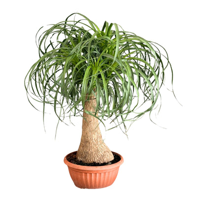 Beaucarnea (Mangiafumo) altezza 55 cm