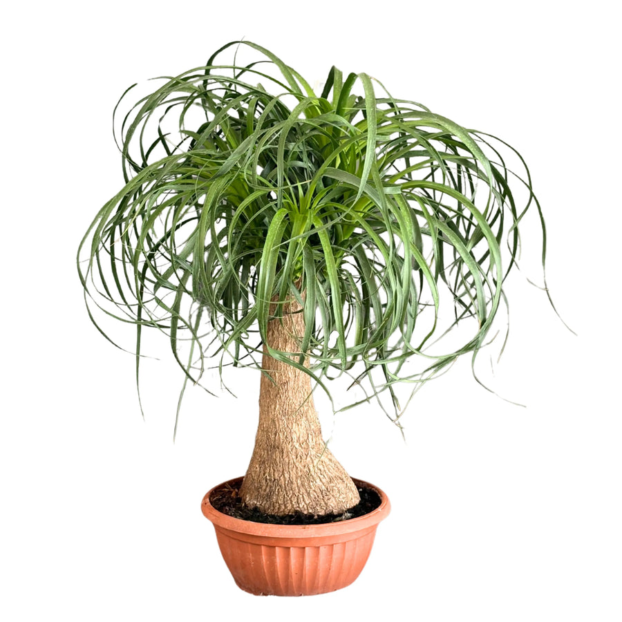 Beaucarnea Mangiafumo - pianta d'interno con tronco rigonfio e foglie a fontana
