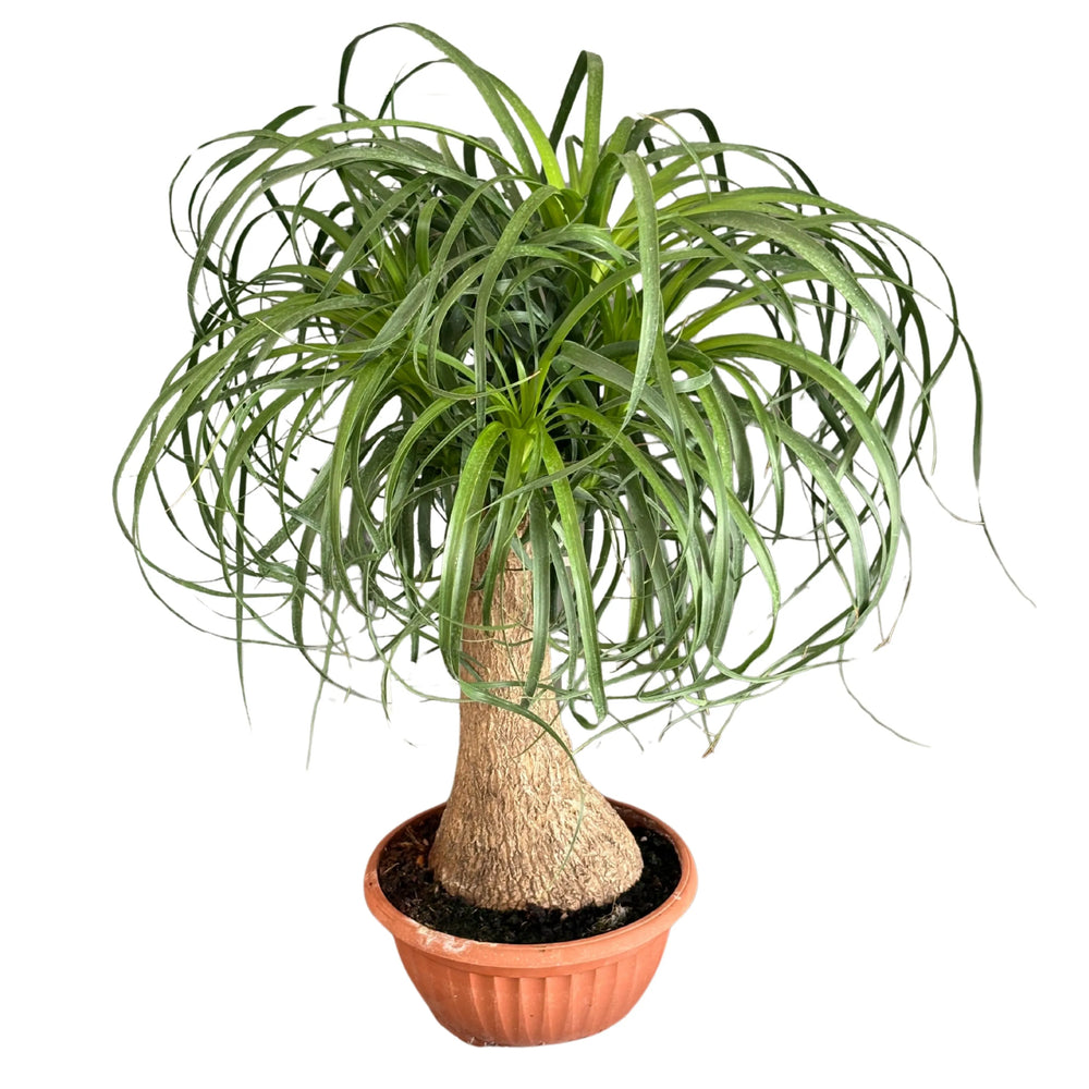 Beaucarnea Mangiafumo 55 cm - dettaglio del tronco e delle foglie ricadenti