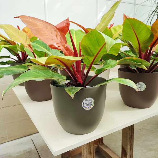 PHILODENDRON ORANGE D. 20 CM