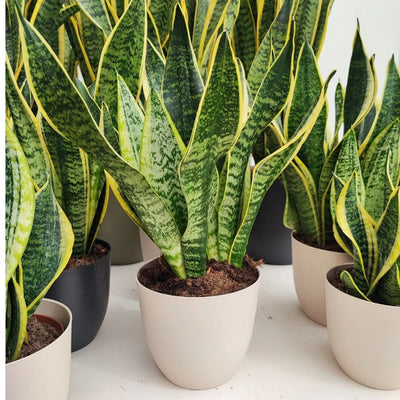 sansevieria superba d. 14 cm