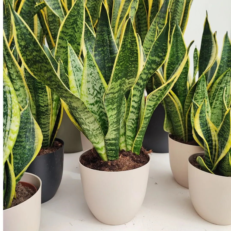 sansevieria superba d. 14 cm - i Giardini di Giulia 