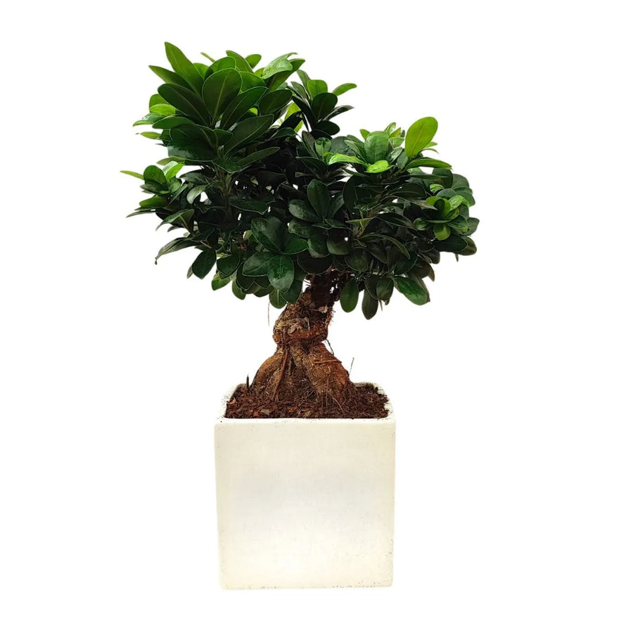 Bonsai Ficus Ginseng in vaso Bangkok - vista frontale della pianta con radici aeree