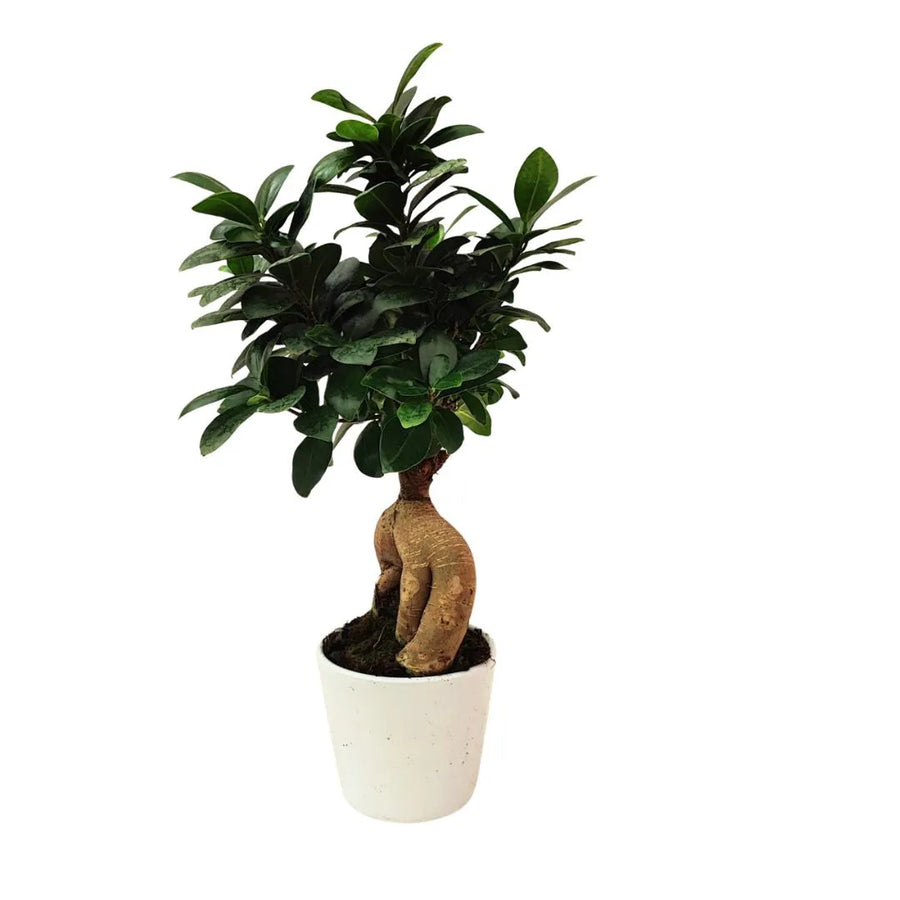 Bonsai Ficus Ginseng in vaso Dallas - pianta ornamentale da interno 35 cm