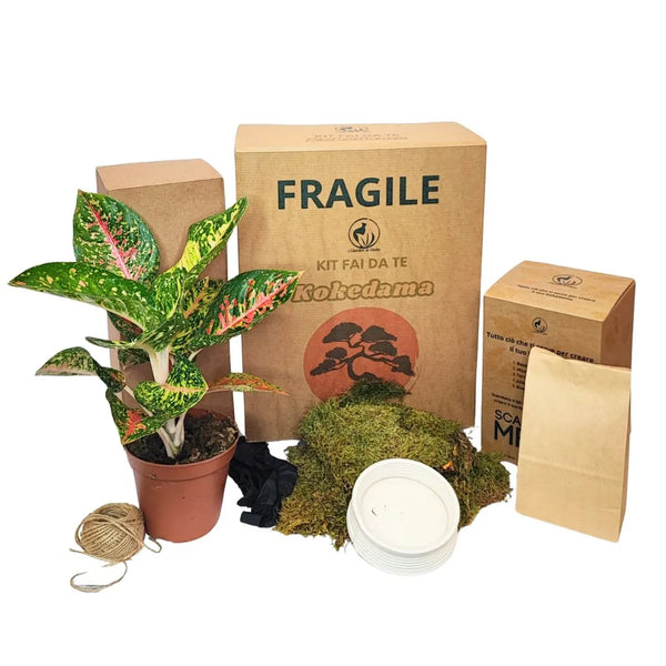 Kit Kokedama DIY tout inclus en Aglaonema rouge Uniame