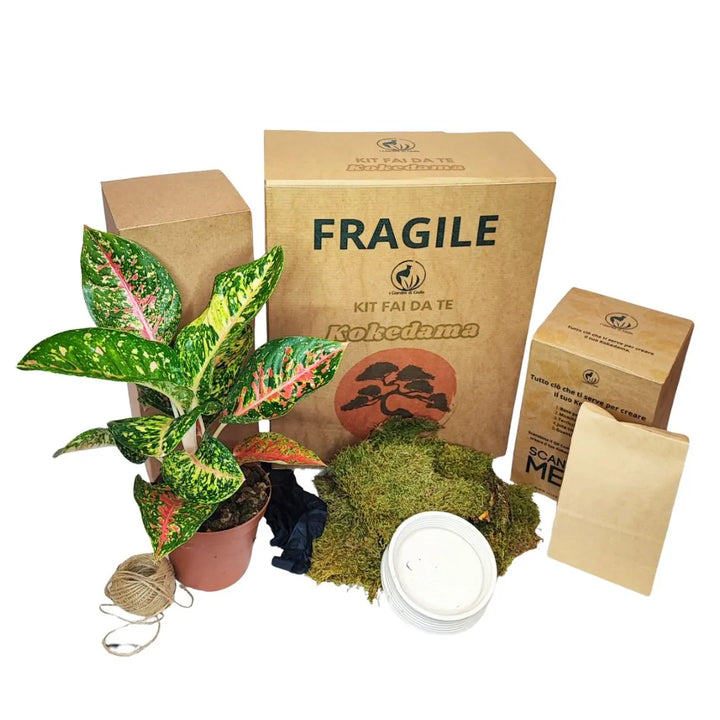 Kit Kokedama DIY tout inclus en Aglaonema rouge Uniame