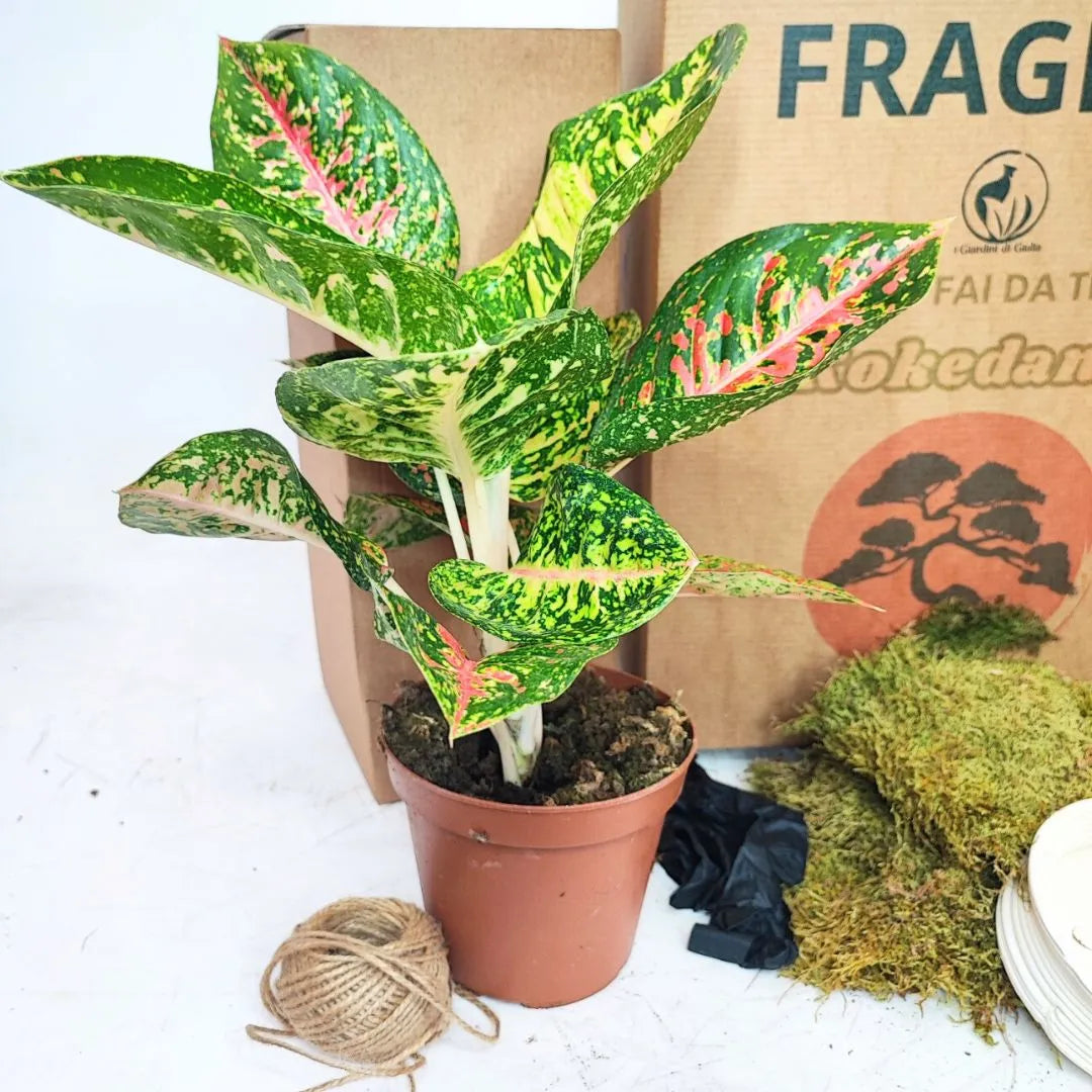Kit Kokedama DIY tout inclus en Aglaonema rouge Uniame