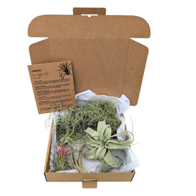 Set Tillandsie Premium – L