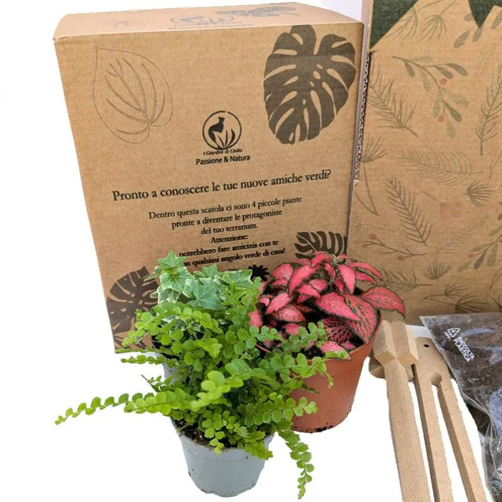Petit kit Terrarium avec Plantes Vivantes et Coffret Cadeau